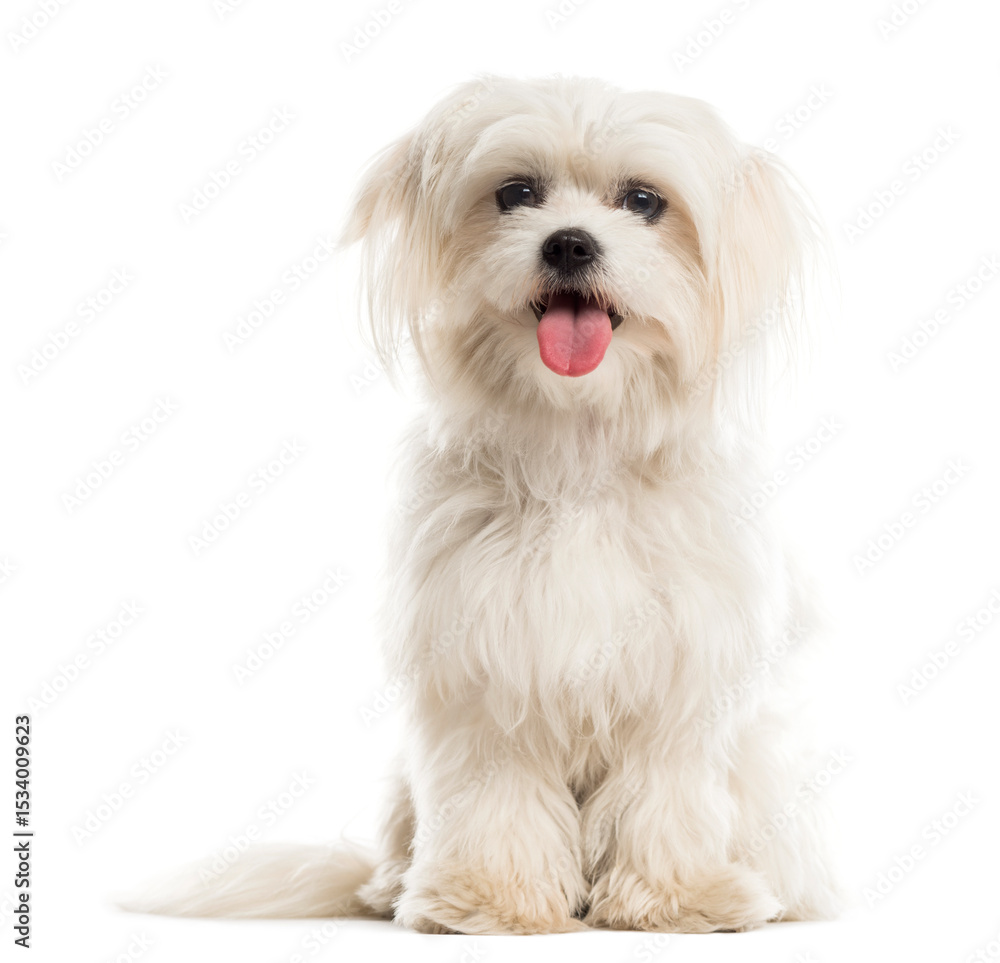 Maltese in front of a white background Maltese in front of a white background