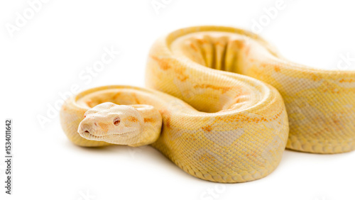 Fotografie Albino royal python in front of a white background
