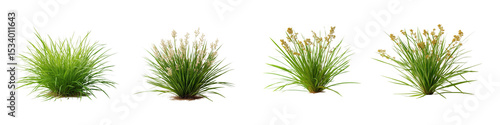 Set of frontal Lomandra longifolia (spiny-head mat-rush, spiky-headed mat-rush, the chudweed or basket grass) grass isolated png on a transparent background