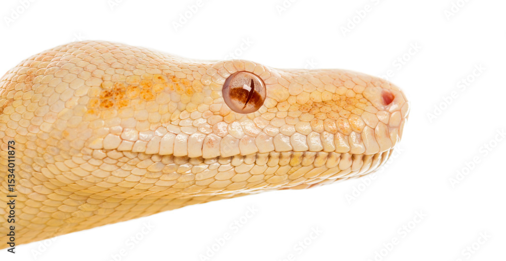 Fototapeta premium Close-up of an Albino royal python in front of a white backgroun