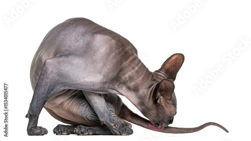 Sphynx (2 years old) cleaning itself in front of a white background