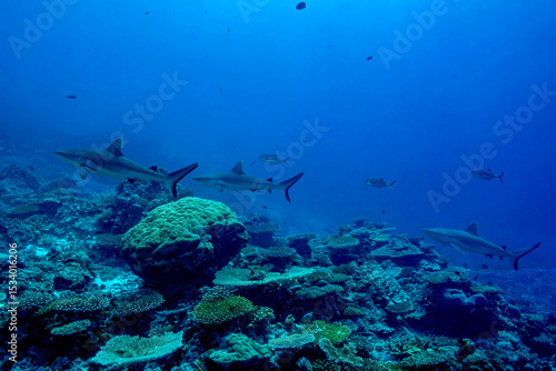 Wallpaper Mural Whitetip reef shark swimming in the crystal-clear waters of a reef in the Maldives Torontodigital.ca