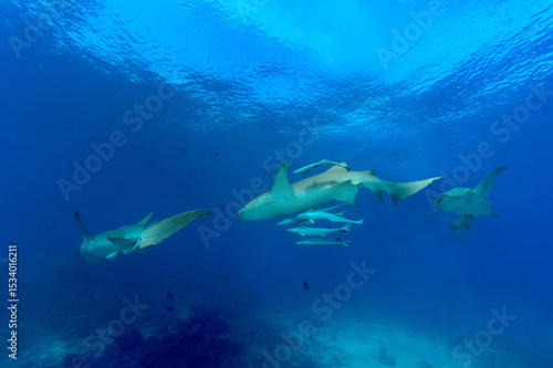 Wallpaper Mural Group of nurse sharks swimming on a reef in the Maldives Torontodigital.ca