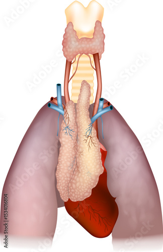 Detailed Anatomical Diagram of Thymus, Heart, and Lungs. Human Thymus Anatomy with Surrounding Organs and Blood Vessels