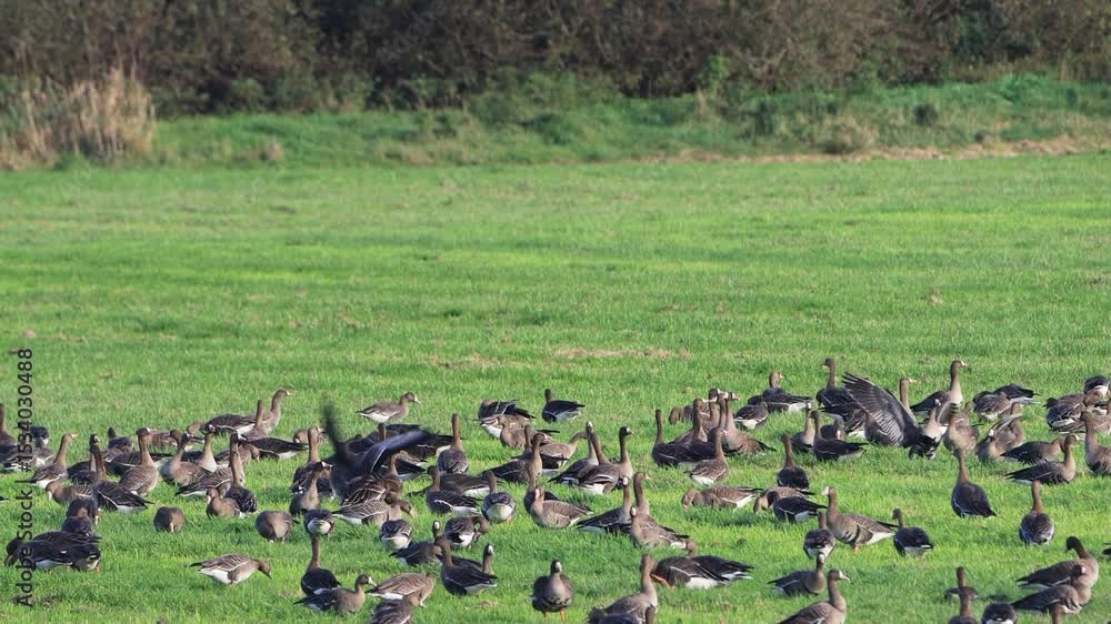 flock of greyland geese on green meadow
flock of greyland geese on green meadow