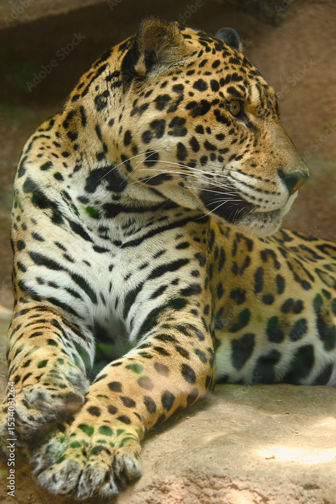 Fototapeta premium ジャガー