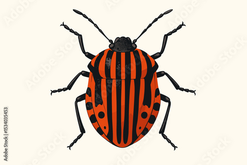 Striped bug Graphosoma italicum vector illustration. Detailed scientific entomology drawing of a minstrel bug. Isolated orange and black insect wildlife art for biology study.