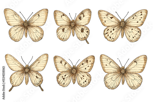 Set of vintage butterfly illustrations. Hand drawn entomological sketches of beautiful insects. Sepia botanical art collection isolated on white background. Elegant nature elements.
