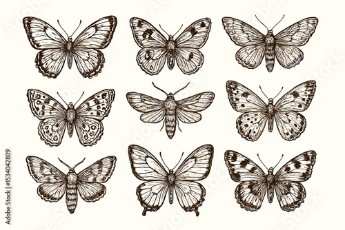 Set of vintage butterfly and moth illustrations. Hand drawn entomological collection of insects. Retro scientific drawing, engraved vector sketch of nature wildlife elements.