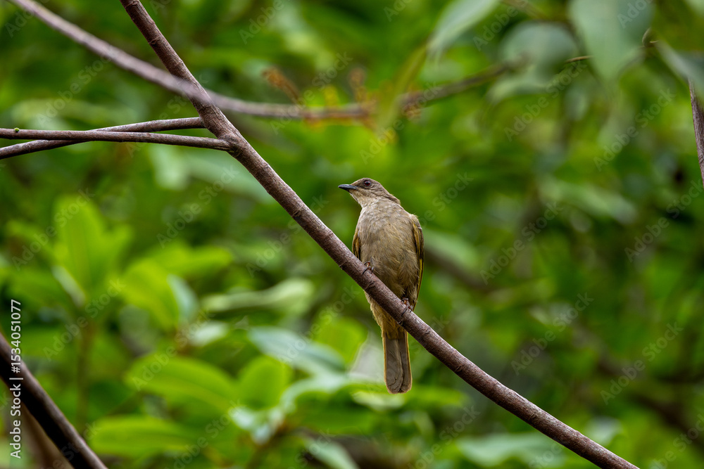Fototapeta premium Olive-winged Bulbul