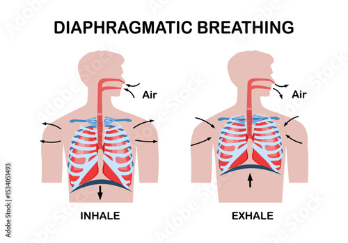 Inspiration and Expiration anatomical vector illustration diagram, educational medical scheme with lungs, diaphragm, rib cage and trachea.