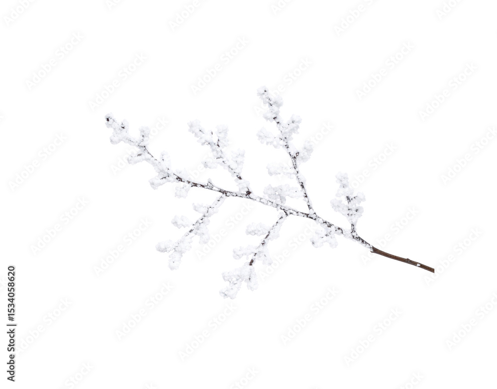 Fototapeta premium Frosted branch with crystalline snow winters delicate touch on natures artwork