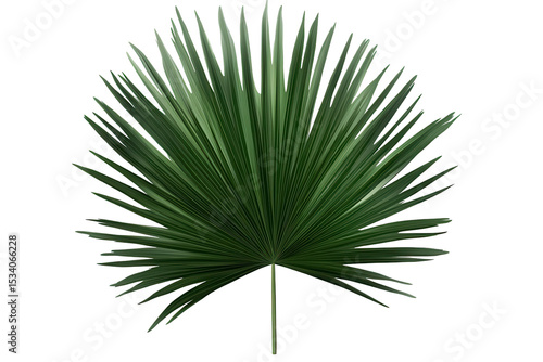 Tropical palm leaf PNG isolated on transparent background showcasing detailed green fronds ideal for summer-themed designs and nature-inspired projects