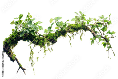 Fototapeta Naklejka Na Ścianę i Meble -  Twisted wild liana with messy jungle vines, showcasing vibrant green foliage and moss in a natural environment