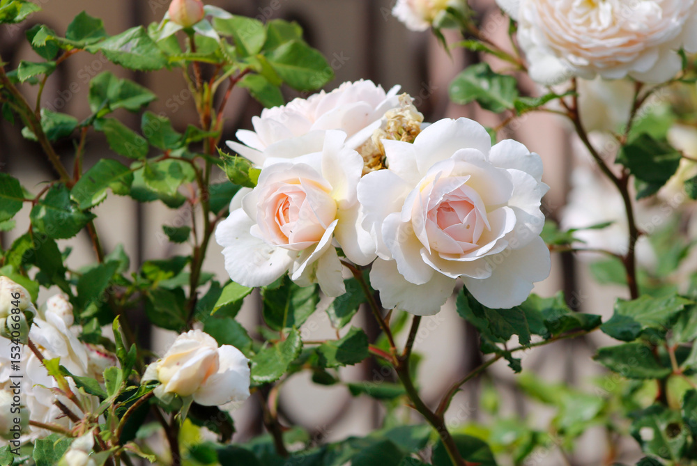 white pink roses in garden white pink roses in garden