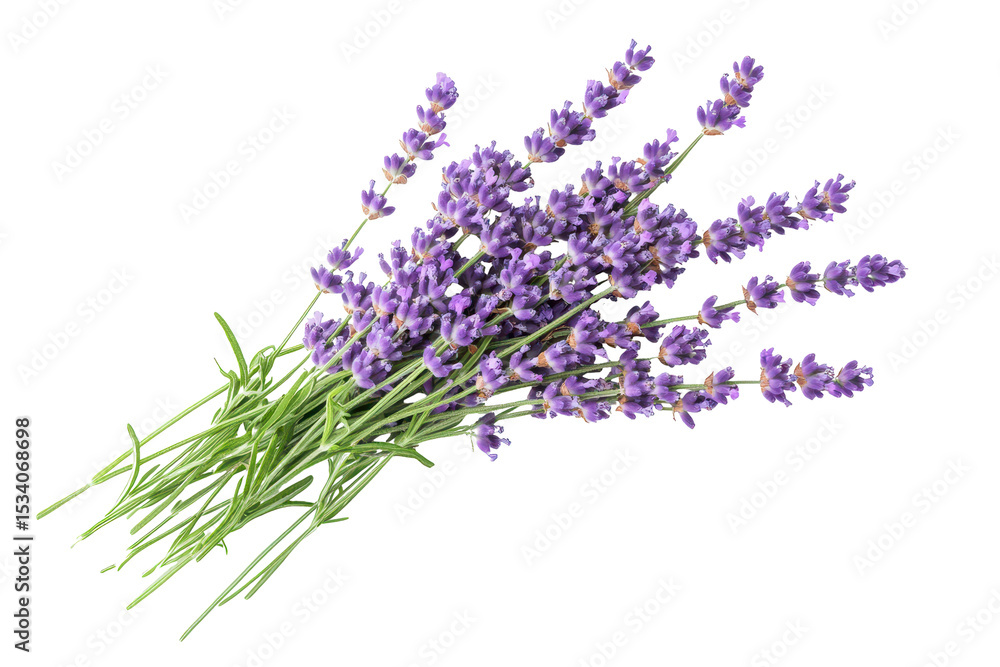 Fototapeta premium Breathtaking aerial view of vibrant purple lavender bundle showcasing nature's beauty and the elegance of blooming flowers in a serene environment