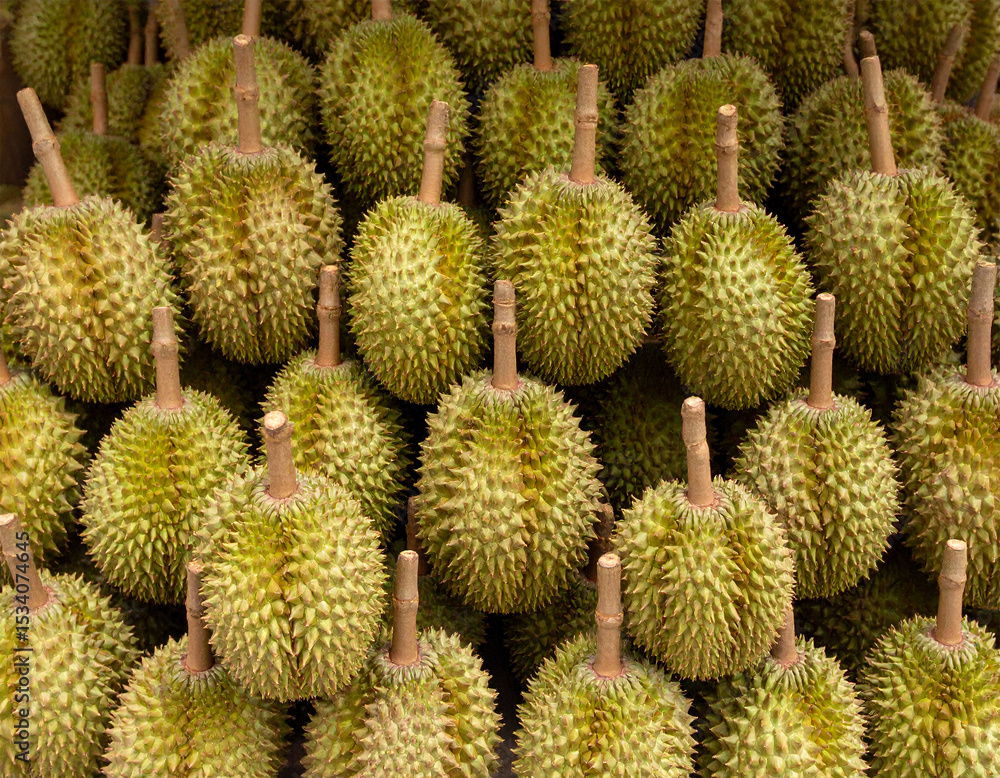 lots of durian fruit, seen from above lots of durian fruit, seen from above