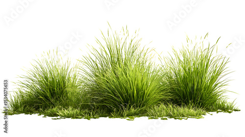 Rendered 3d illustration of lush green ornamental grass plants isolated against a white background suitable for garden designs and landscaping projects