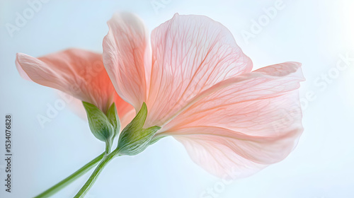 Delicate Dance of Peach Blossoms: A Botanical Still Life