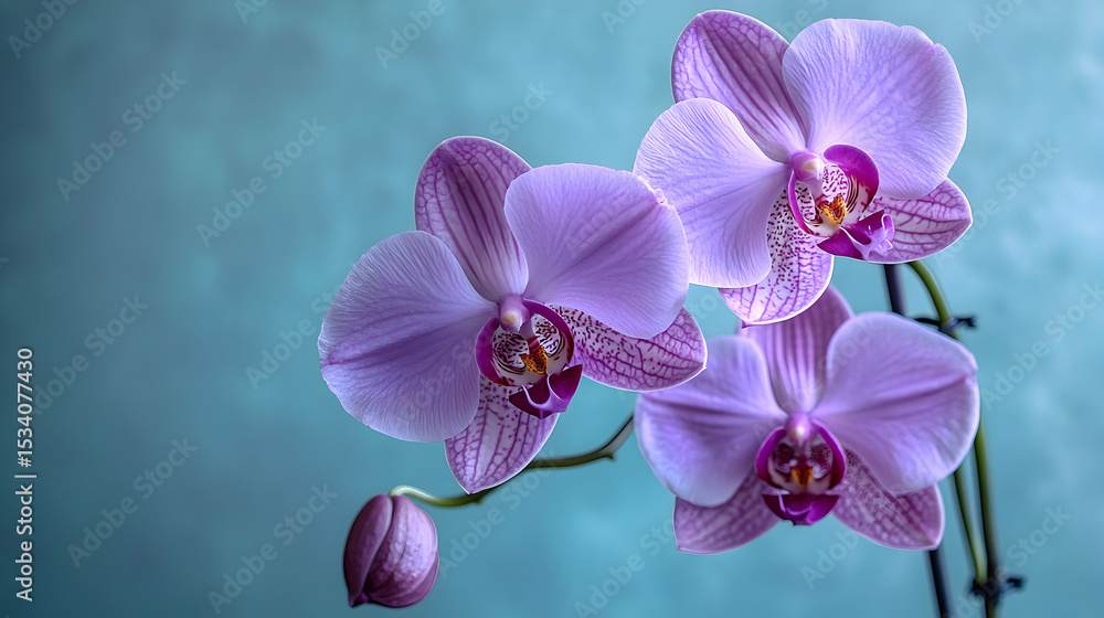 Naklejka premium Orchid Bloom: A Symphony of Lavender and Teal