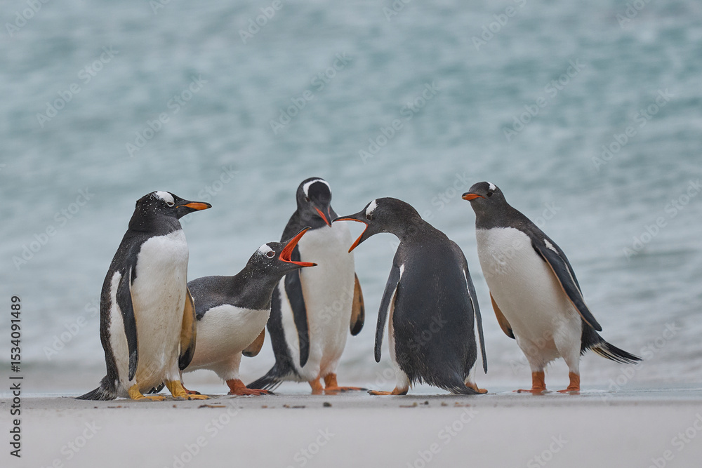Fototapeta premium Gentoo Penguin (Pygoscelis papua) on a sandy beach after coming ashore on Carcass Island in the Falkland Islands.