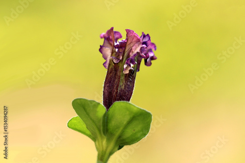 Petunia hybrida, garden petunia, shows a tightly closed purple ruffled bud with fine hairs and green leaves, set against a bright yellow-green blurred background in early summer.