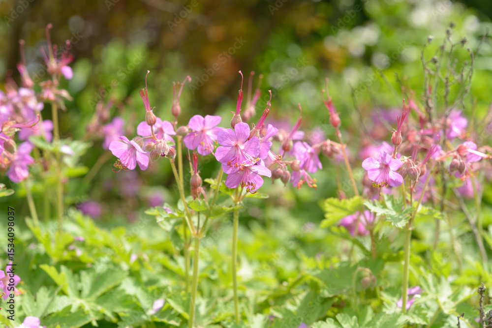 Fototapeta premium Geranium macrorrhizum close-up in the park