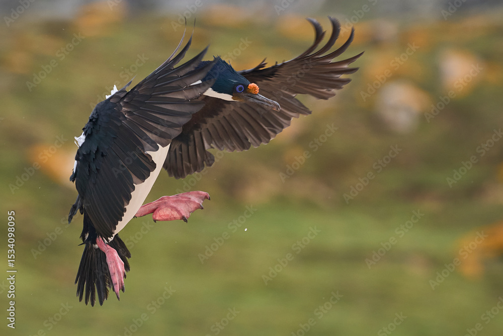Fototapeta premium Imperial Shag (Phalacrocorax atriceps albiventer) coming in to land on the coast of Carcass Island on the Falkland Islands