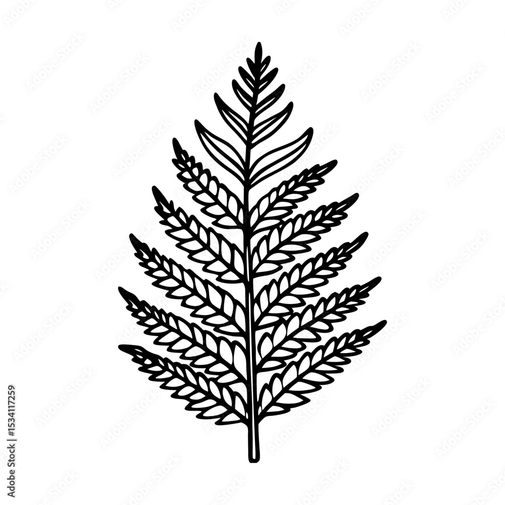Detailed Line Art Illustration of a Fern Leaf