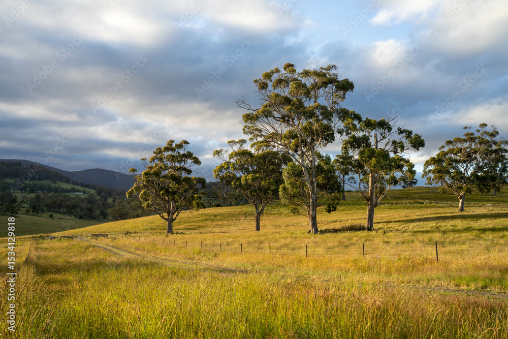 farming landscape Australian Farm with lush green native grass, cows in field, Landscape with Gum Trees. Vast Rural Properties and for the Sustainable Regenerative Farming in Australia farming landscape Australian Farm with lush green native grass, cows in field, Landscape with Gum Trees. Vast Rural Properties and for the Sustainable Regenerative Farming in Australia