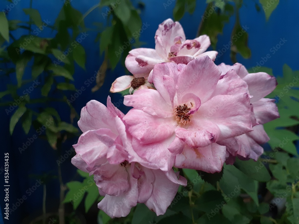 Obraz premium Beautiful pink roses bloom in the garden.