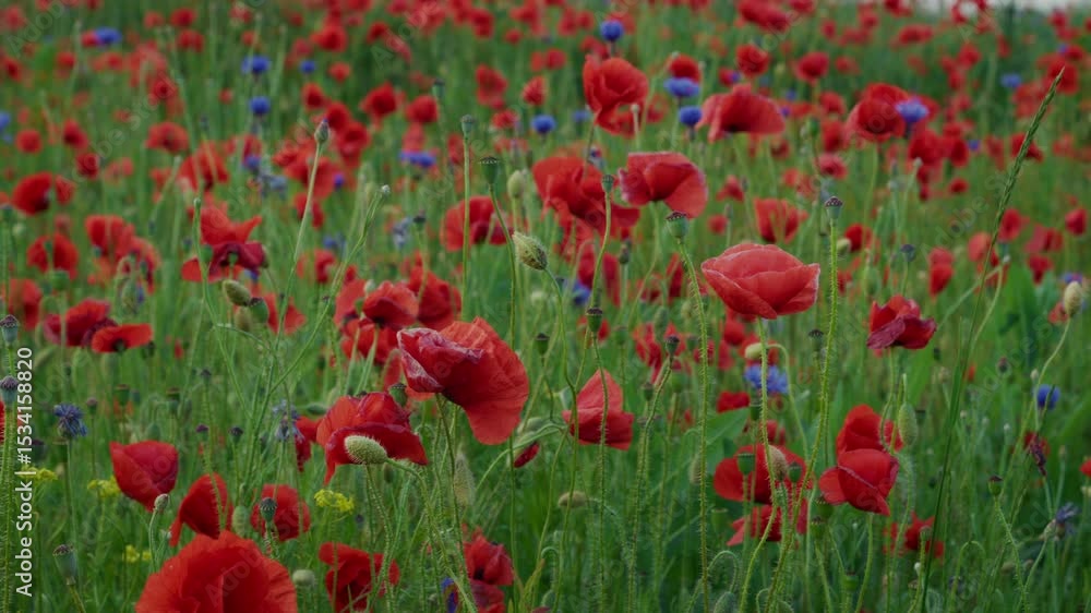 red poppies bloom in the field. Poppy field at sunset red poppies bloom in the field. Poppy field at sunset