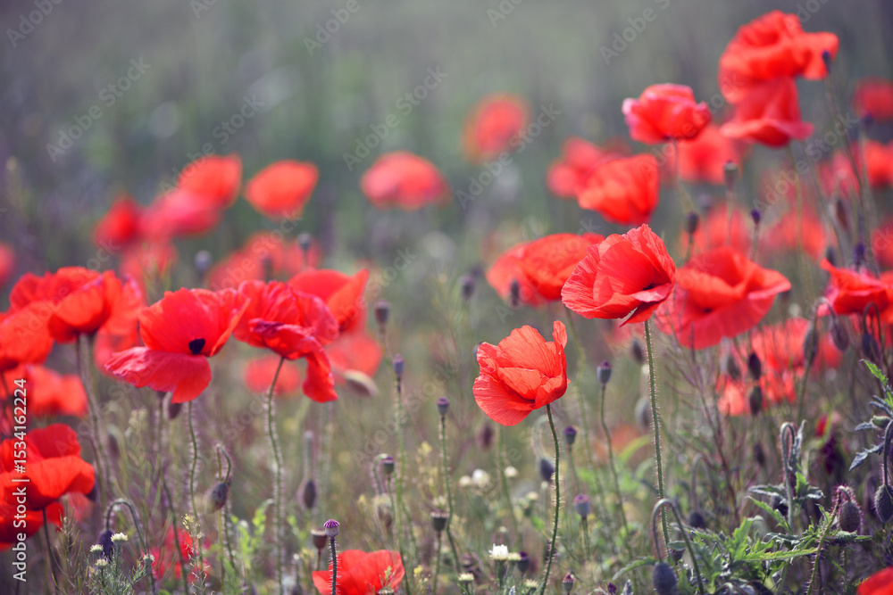 Obraz premium poppies. delicate petals of red poppies in the sun. background with poppy flowers. Beautiful red poppy wild flower and buds in the field. beauty in nature. close-up. spring season, summer time
