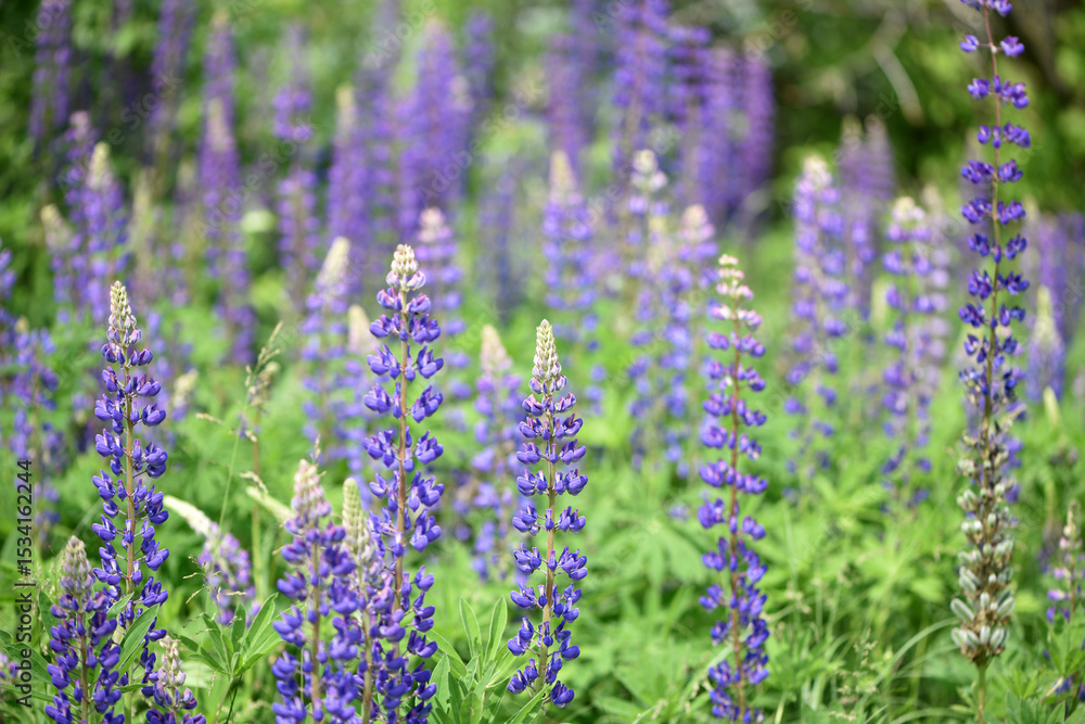 Fototapeta premium Blooming lupine flower. Lupine, a field of lupine with pink purple and blue flowers. Bouquet of lupines summer floral background. Lupine field. Purple spring and summer flower