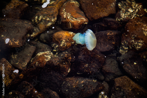 Blue jellyfish swimming over rocks in the water