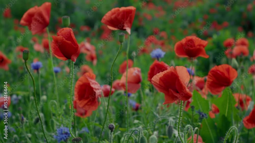 Poppy field at sunset. Summer nature concept. Poppy field at sunset. Summer nature concept.