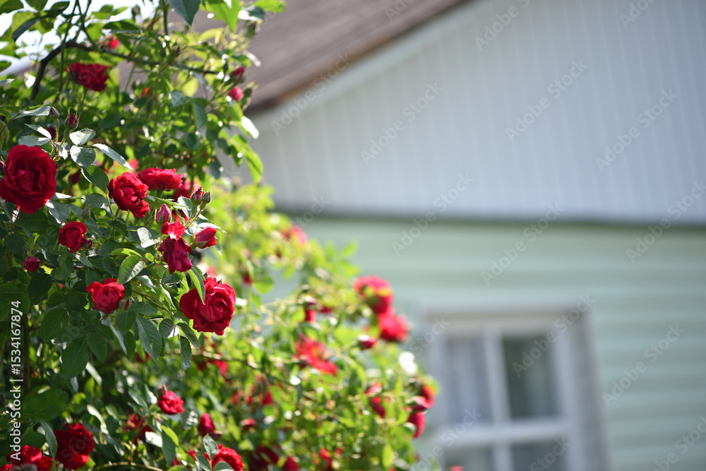 Obraz premium red rose, flowers background. Red roses on a bush in the garden, close-up. bouquet of flowers. beauty of nature, delicate flowers, bouquet of roses as a gift. symbol of love. rose garden