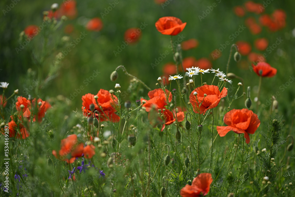 Obraz premium poppies. delicate petals of red poppies in the sun. background with poppy flowers. Beautiful red poppy wild flower and buds in the field. beauty in nature. close-up. spring season, summer time
