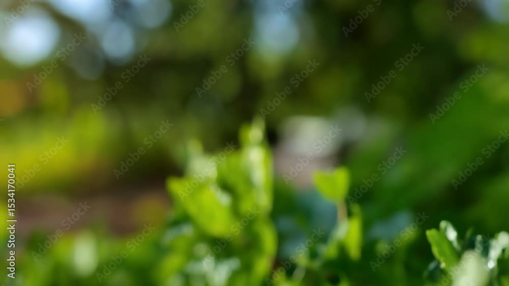Close-up of ripening gooseberries with water droplets clinging to the green leaves on the branches of the bush. Close-up of ripening gooseberries with water droplets clinging to the green leaves on the branches of the bush.