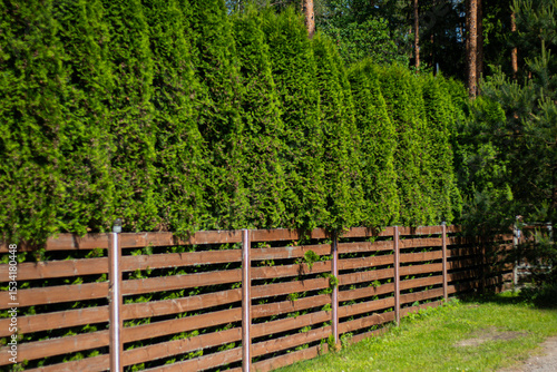 A dense row of vibrant green arborvitae trees forms a privacy hedge behind a brown wooden fence on a sunny summer day, with grass and forest in the background.