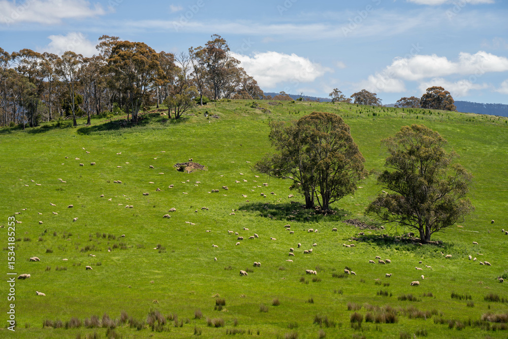 Fototapeta premium Flock of Sheep Graze on a Lush Green Hillside in Rural Australia. Highlighting Sustainable Pasture Management, Merino sheep, grazing and eating grass in New zealand and Australia