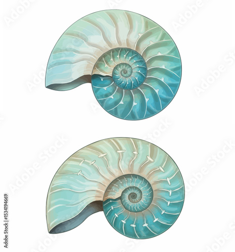 Nautilus Shell Fibonacci Spiral Art

