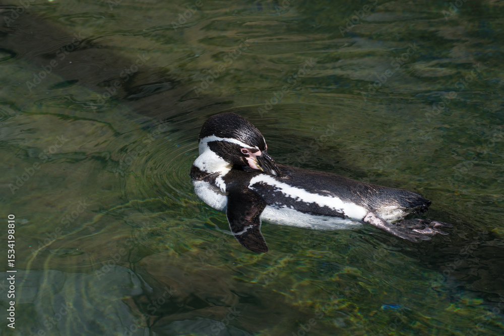 Naklejka premium Close-up of a Humboldt penguin swimming