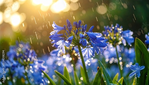 梅雨～雨に濡れたアガパンサスの花／Generated image