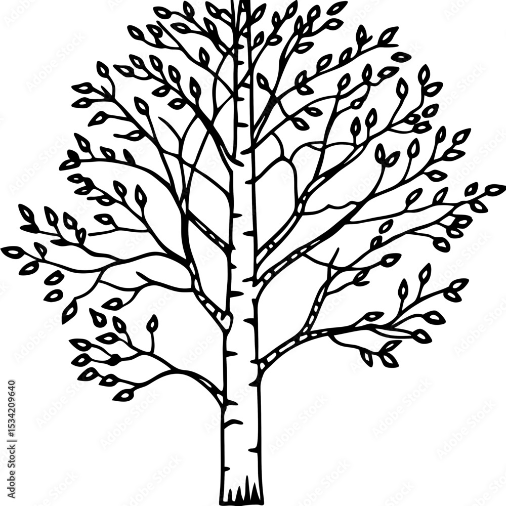 Fototapeta premium Birch line art vector