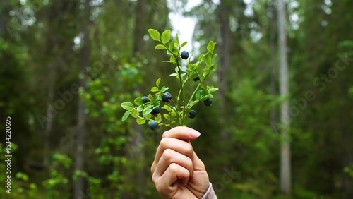 Cuadro en lienzo Close-up of a woman's hand holding beautiful a blueberry plant with ripe berries in a Finnish forest