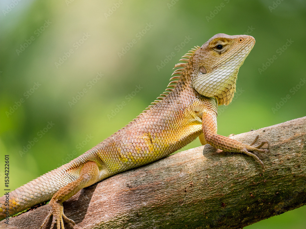Obraz premium Scincidae: Skinks, a diverse family with smooth, overlapping scales. Many skinks are legless, or have very reduced limbs. &nbsp; Varanidae: Monitor lizards,