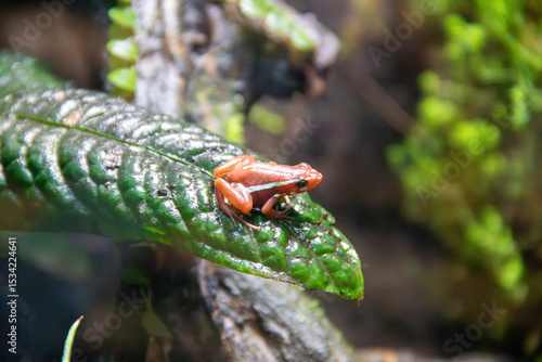 A Anthony's Poison Arrow Frog at a local zoo