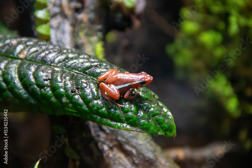 A Anthony's Poison Arrow Frog at a local zoo