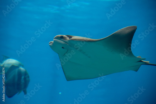 a Cownose Ray at a local aquarium